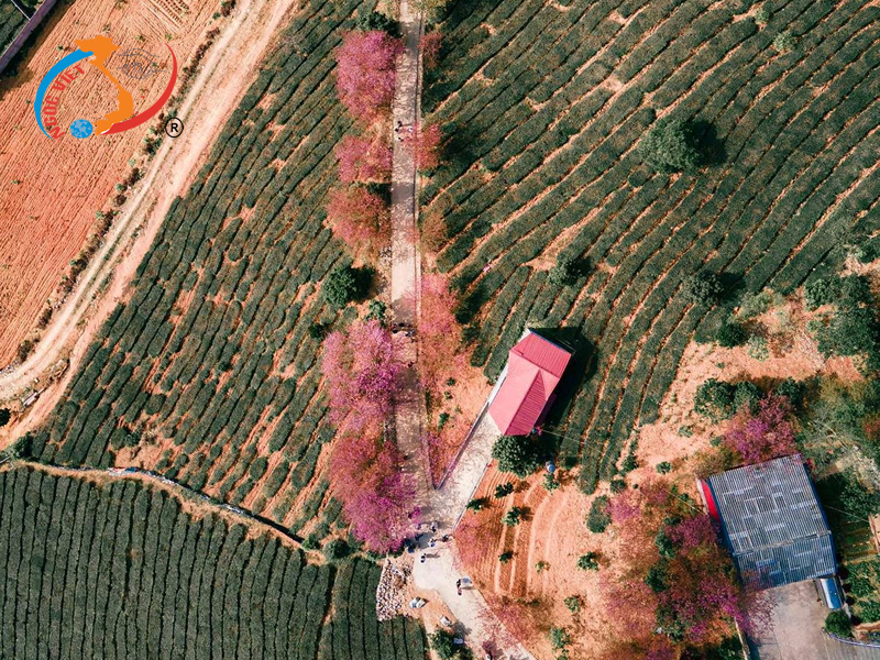 2. Vẻ đẹp mùa hoa mai anh đào ở Tây Bắc 2. Vẻ đẹp mùa hoa mai anh đào ở Tây Bắc