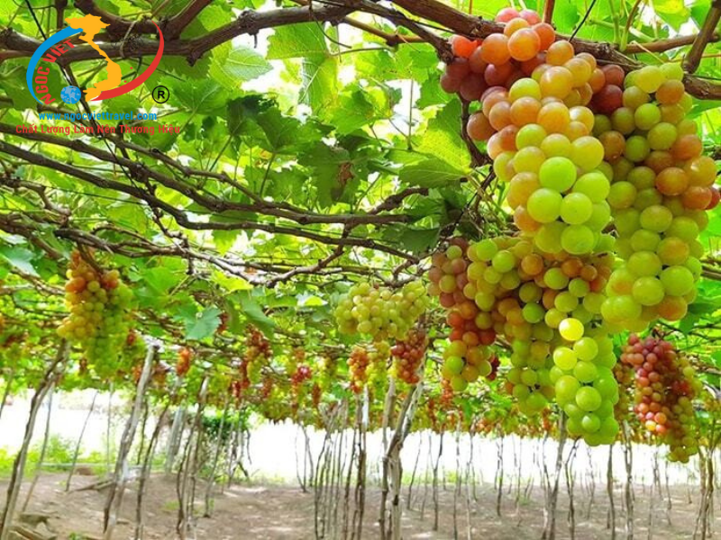 TOUR NHA TRANG 3 NGÀY - KHÁCH SẠN 3,4,5 SAO - TẶNG BUFFET HẢI SẢN + UỐNG BEER KHÔNG GIỚI HẠN