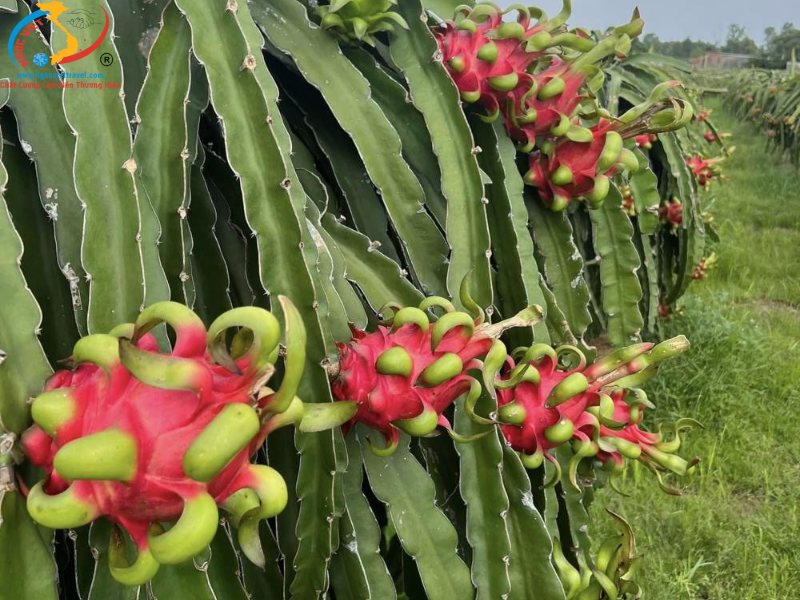 TOUR GIA LÀO - THẦY THÍM - LA GI 2 NGÀY - TEAM BUILDING + GALA DINNER