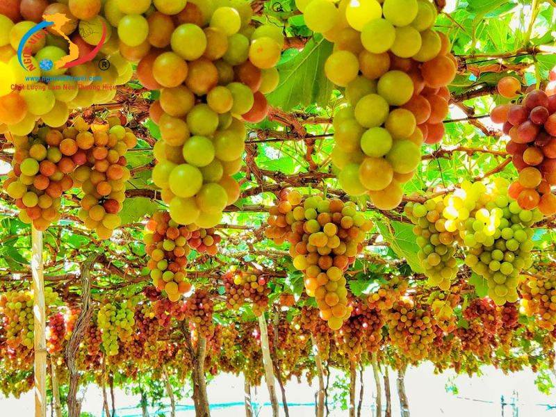 TOUR BÌNH HƯNG - NINH CHỮ - ĂN TÔM HÙM – CƠM MẸT GÀ PHAN RANG - XE VIP LIMOUSINE